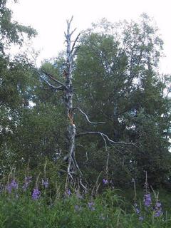 (picture: birch)