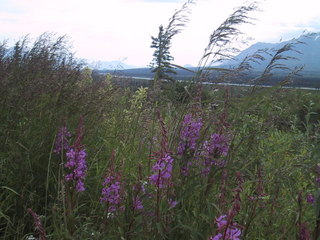 (picture: fireweed)
