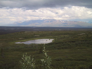 (picture: tundra (denali hwy))