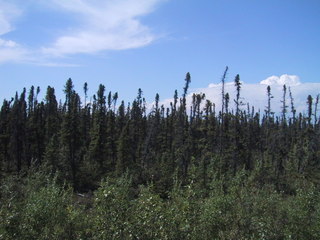 (picture: spruce on permafrost)