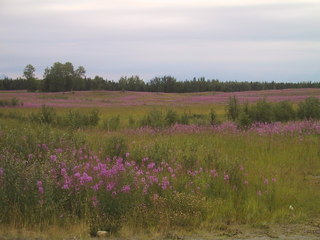 (picture: fireweed)