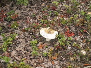 (picture: mushroom)