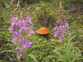 (picture: another mushroom)