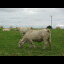 The Charolais cattle.