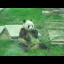 Another panda eating bamboo.