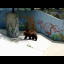 A brown bear. The zoo visitors