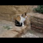 Even the cats at Alhambra were