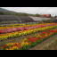 Famous Furano flowers grown in a