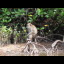 We see some long-tailed macaques, which
