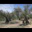 Olive trees.