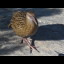 We meet Weka, one of the