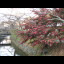 We follow the path to Ginkakuji