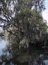 Spanish moss